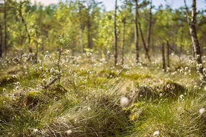 Elämää Ulkona -metsä on löytynyt!