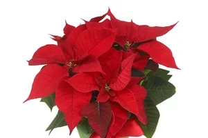 ALEkoodi kauneimmille joululahjoille! 🌹