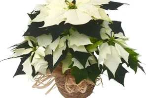 Kauniit joululahjat helposti netistä! 🌹