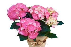 Vielä ehdit tilata äitienpäivälahjat! 🌸
